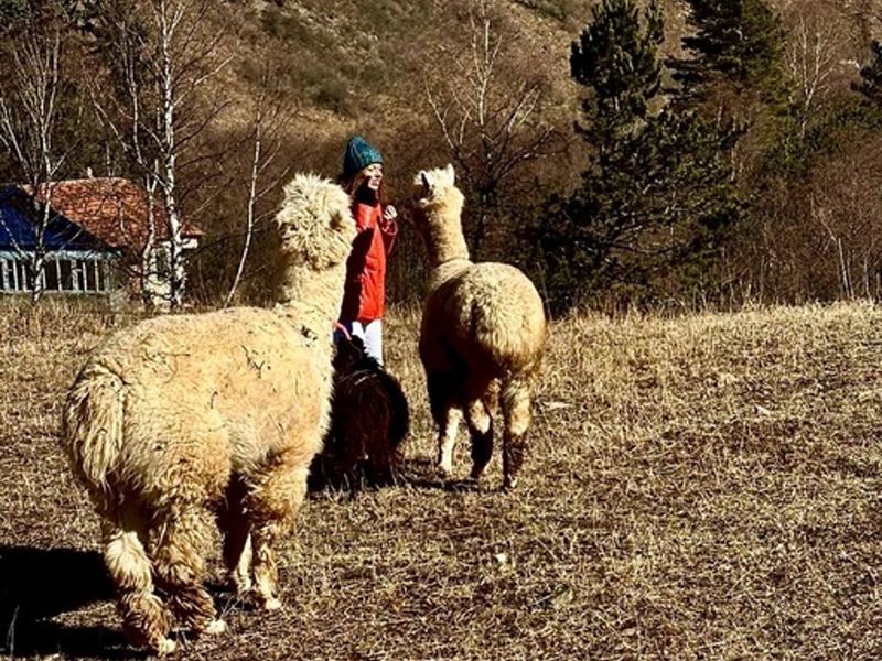 Альпака