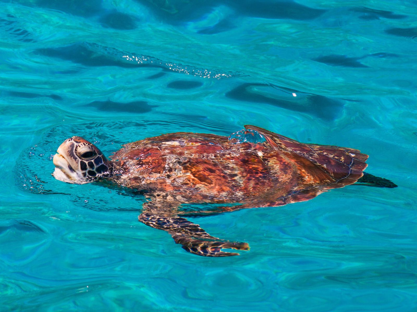 Черепаха на Симиланских островах