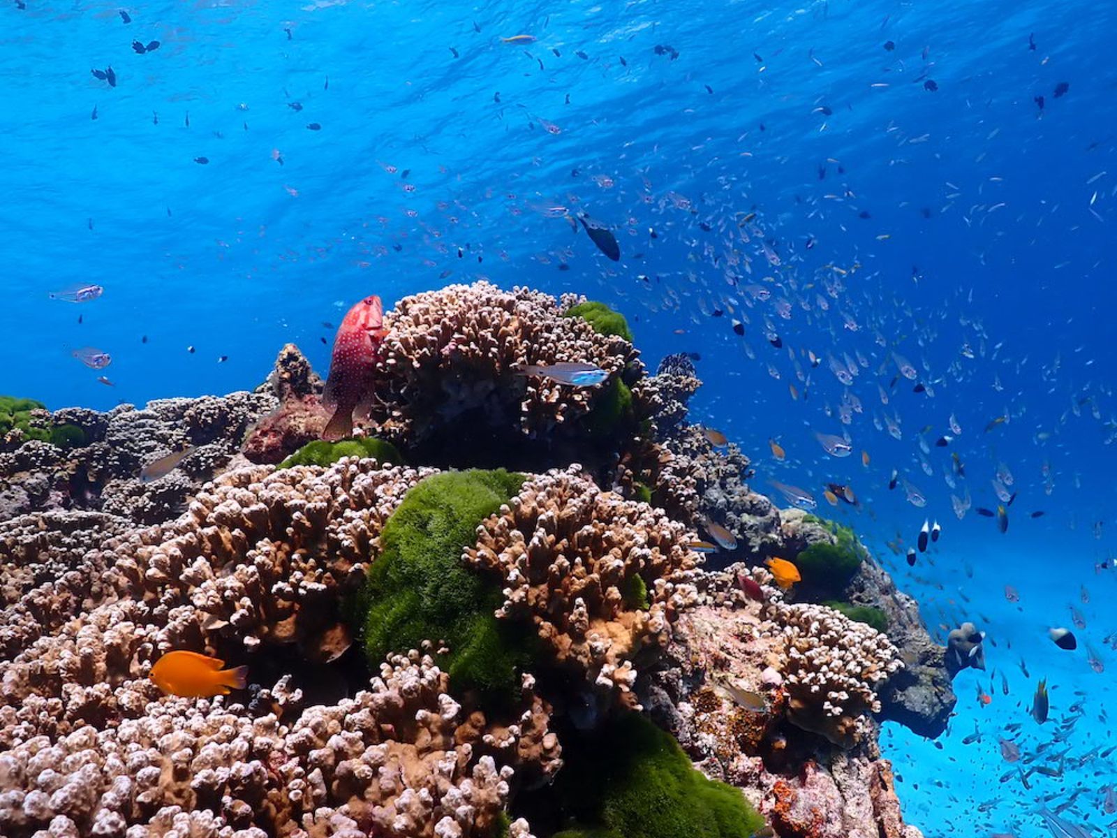 Подводный мир у коралов