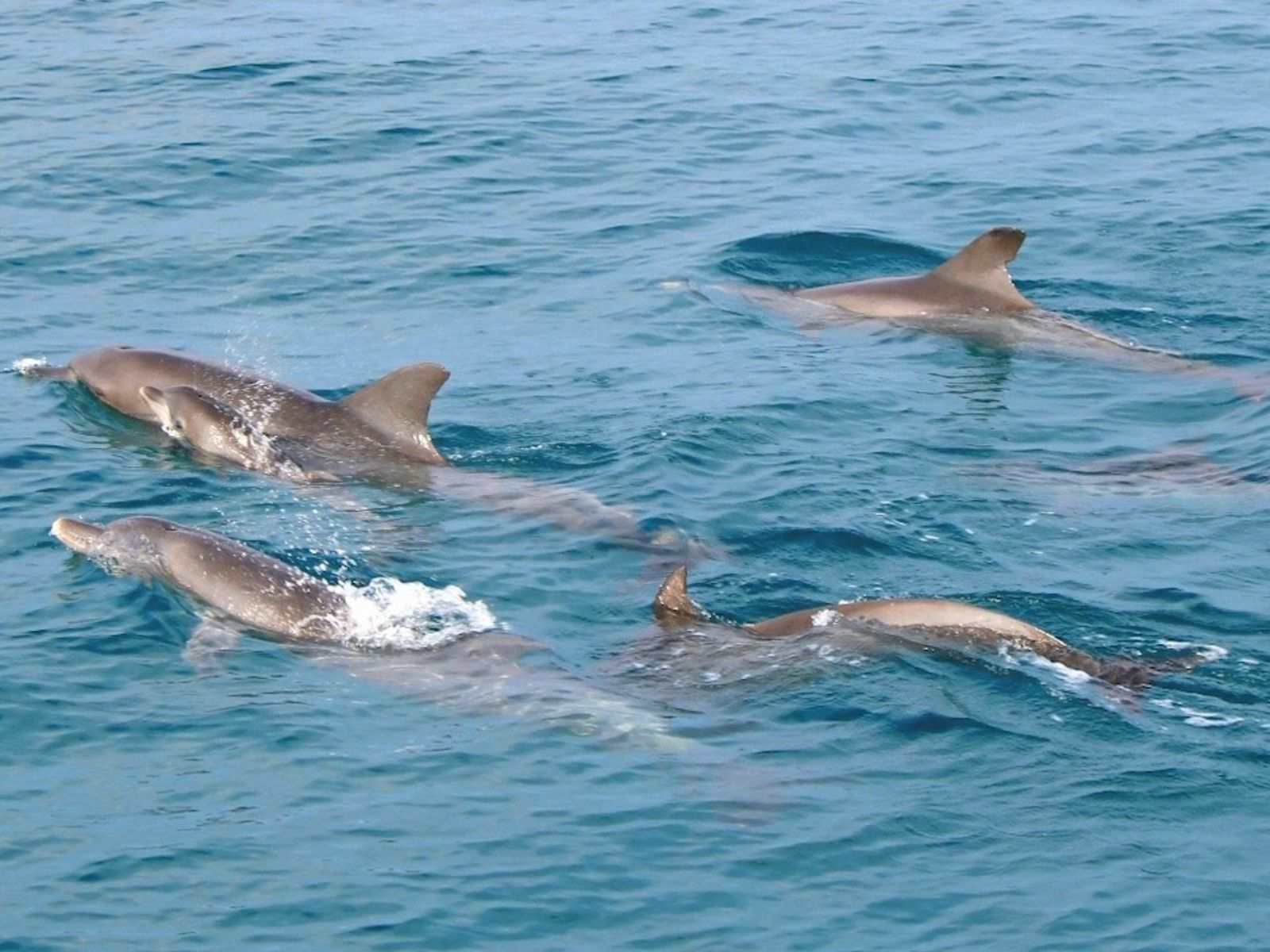 Дельфины у острова Майтон
