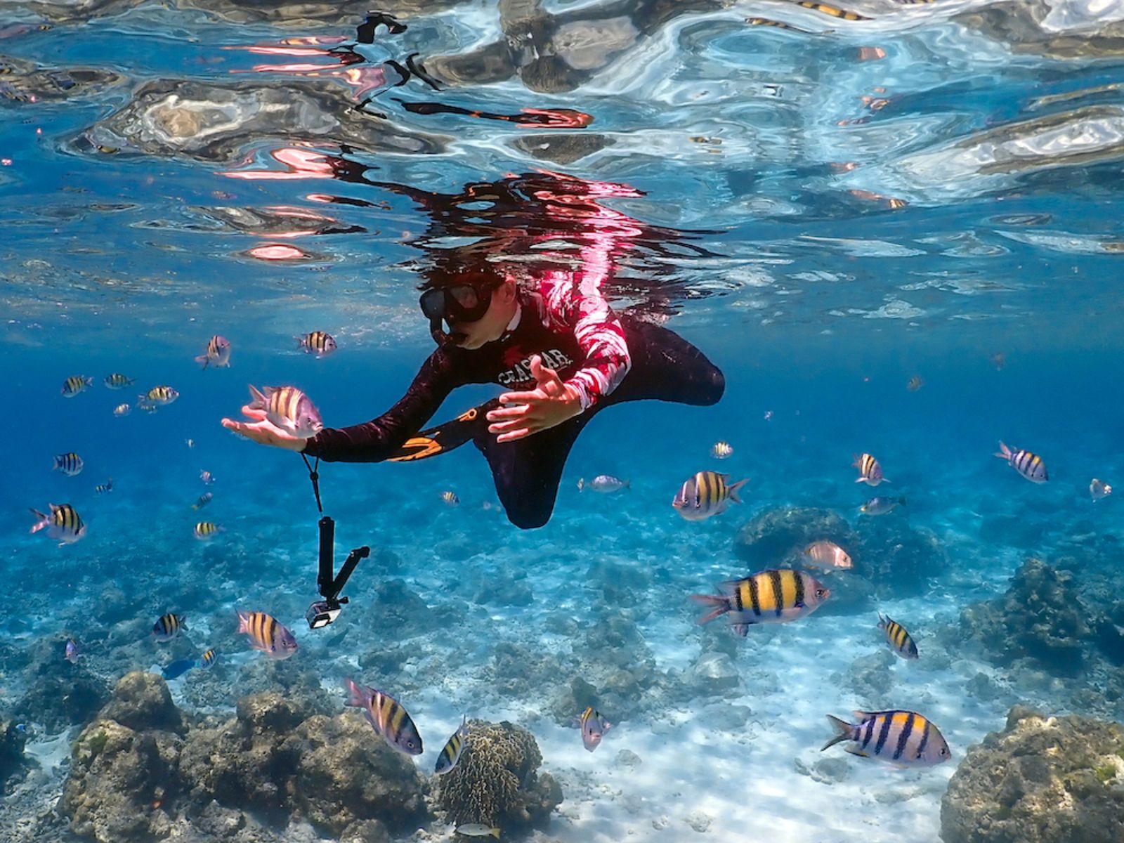 Подводный мир острова Рача