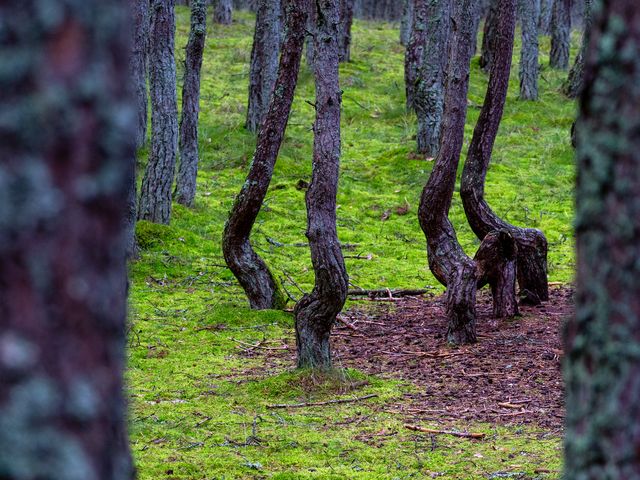 Обзорная экскурсия из Калининграда: Куршская коса для всей семьи — фото 3