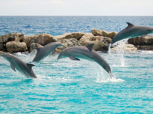 Яхт-тур на остров дельфинов 