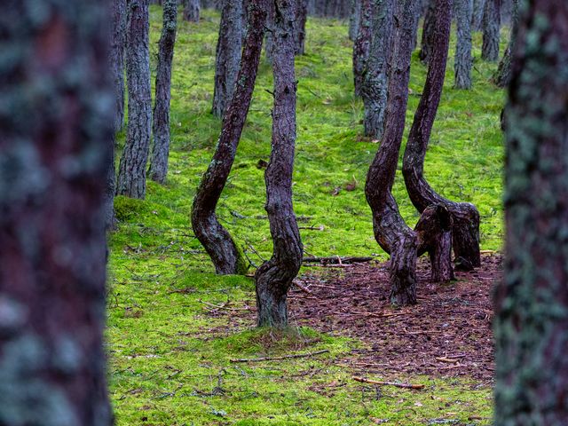 Экскурсия "Куршская коса, Зеленоградск, Шаакен и Нессельбек" — фото 2