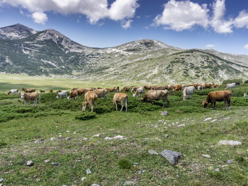 Луга и их обитатели