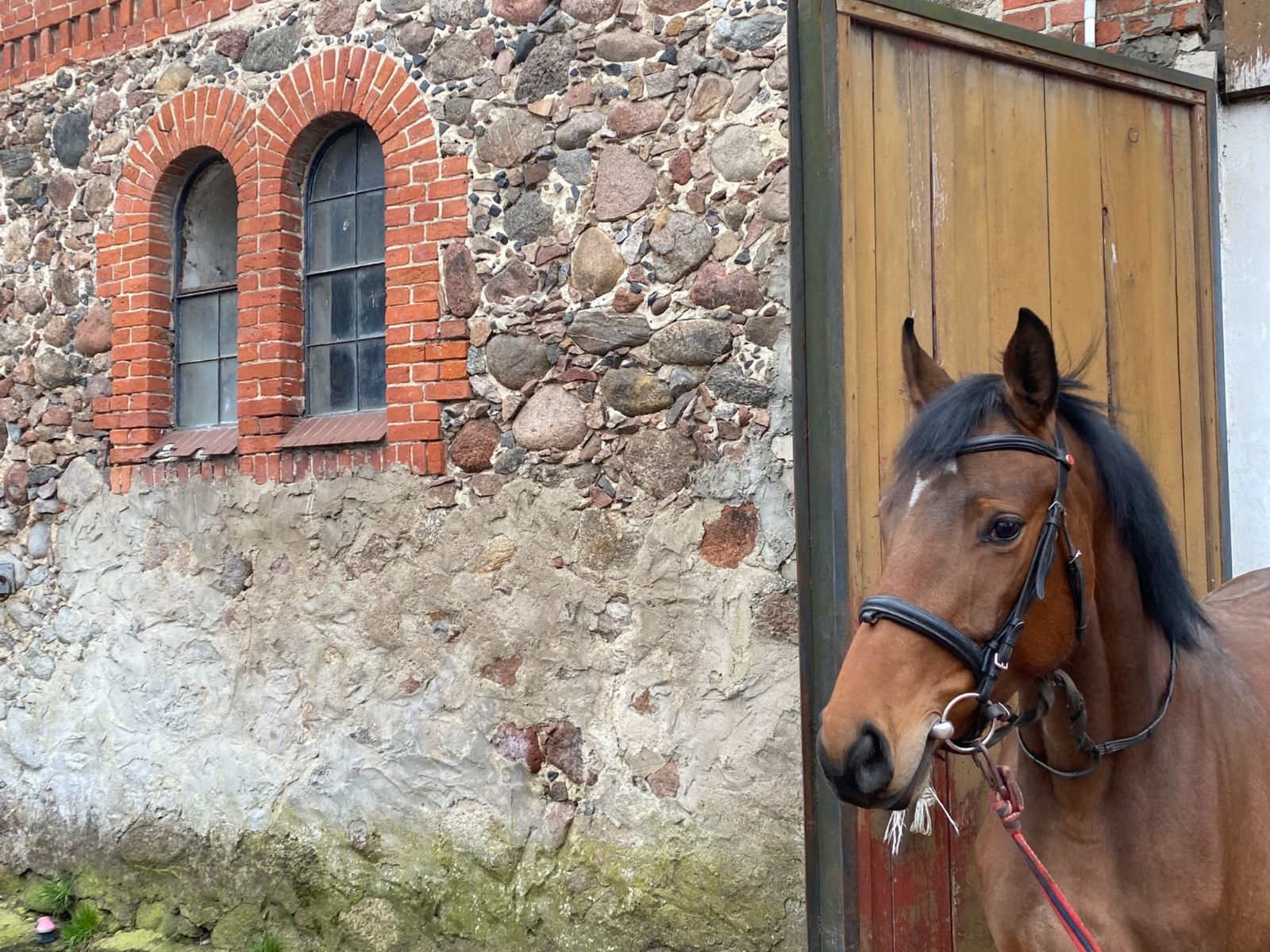 Ганноверская порода лошадей и сейчас разводится в Черняховске
