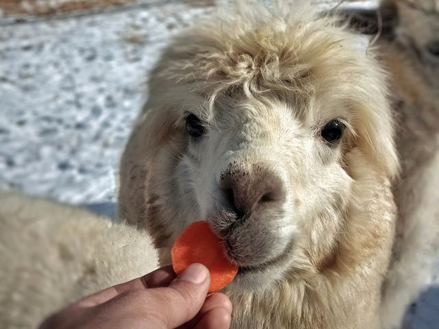Индивидуальная экскурсия на ферму альпака из Пятигорска — фото 3