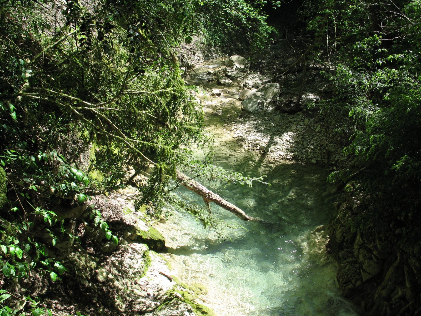 Флора