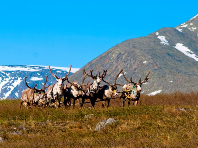 Экскурсия «Путешествие в саамскую деревню» из Мурманска — фото 2