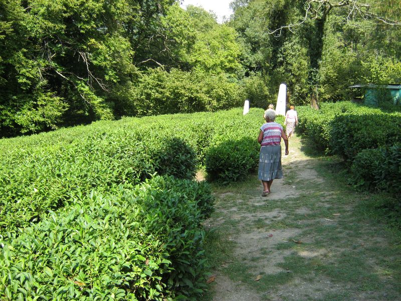 Прогулка