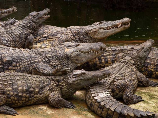 Экскурсия из Варадеро к Карибскому морю + крокодиловая ферма — фото 3