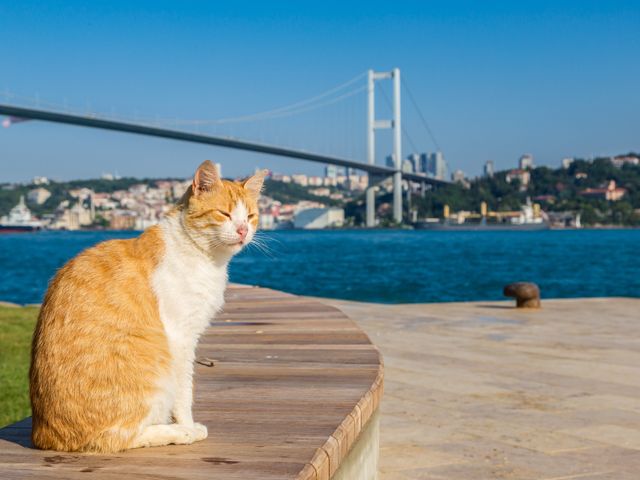 Индивидуальная экскурсия в Стамбуле: отдых с детьми — фото 3