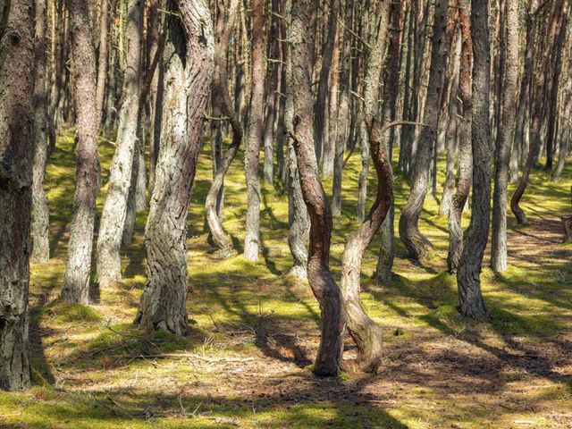Экскурсия из Светлогорска на Куршскую косу — фото 3