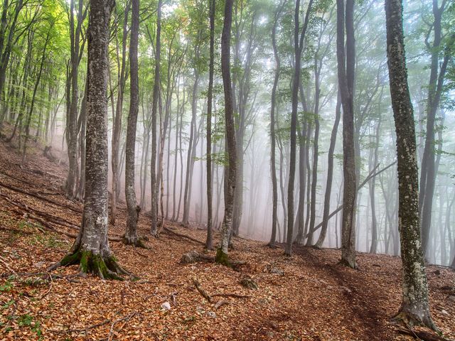 Увлекательный треккинг в горы Чатыр-Даг из Алушты — фото 2