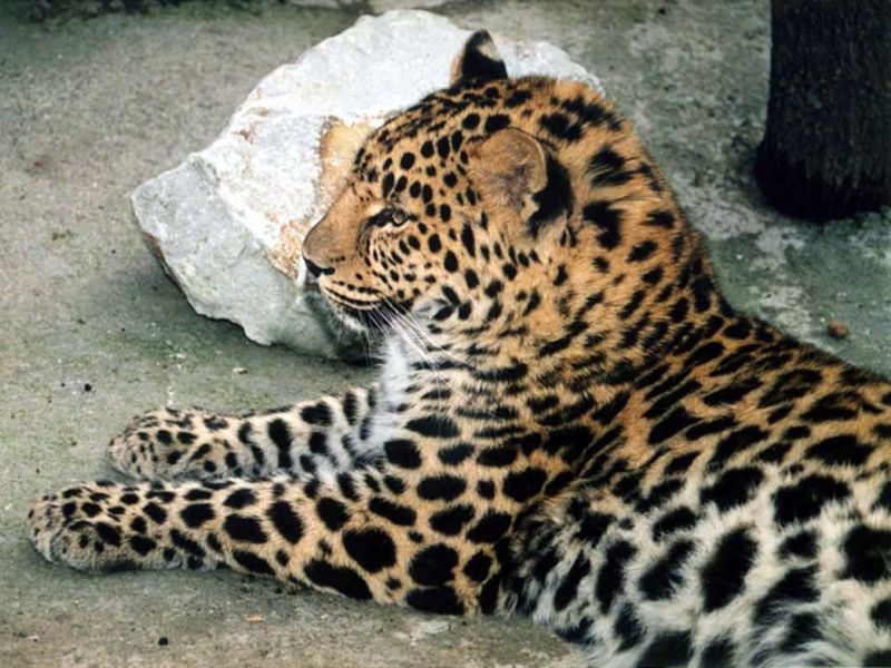 Леопард