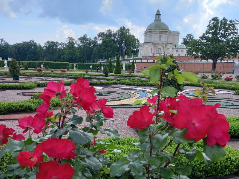 Розы