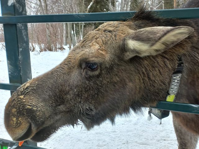 Индивидуальная экскурсия из Костромы в гости к лесным великанам — фото 2