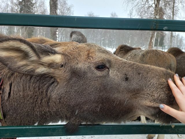 Индивидуальная экскурсия из Костромы в гости к лесным великанам — фото 3