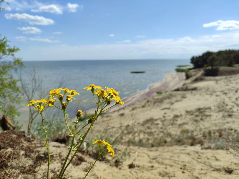Куршский залив, природа