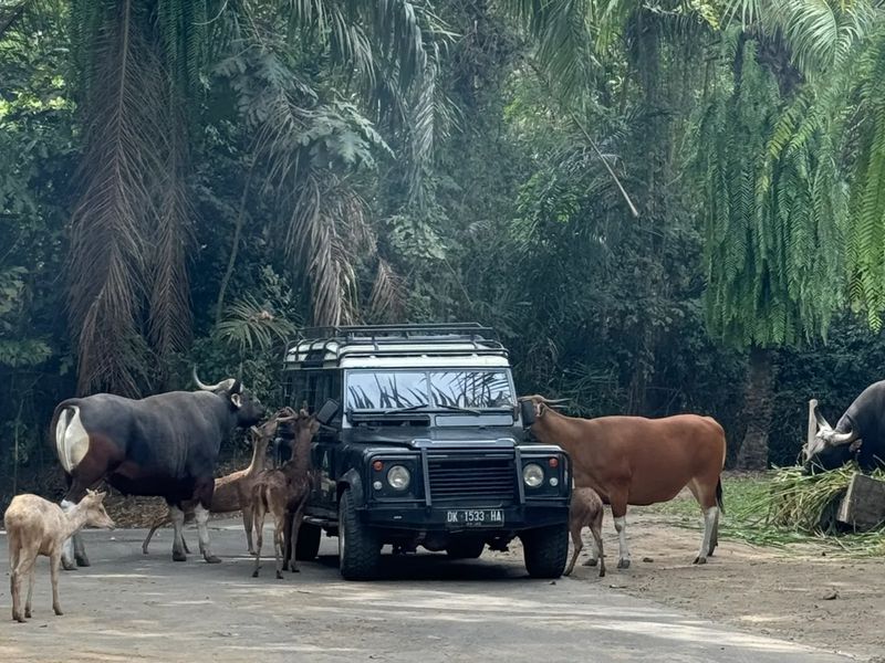 Индивидуальная экскурсия на Бали в зоопарк Safari and Marine Park - индивидуальная экскурсия на Бали на машине гида длительностью 8 часов с количеством участников до 2 человек цена экскурсии 210$