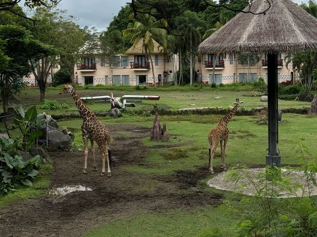 Индивидуальная экскурсия на Бали в зоопарк Safari and Marine Park — фото 3
