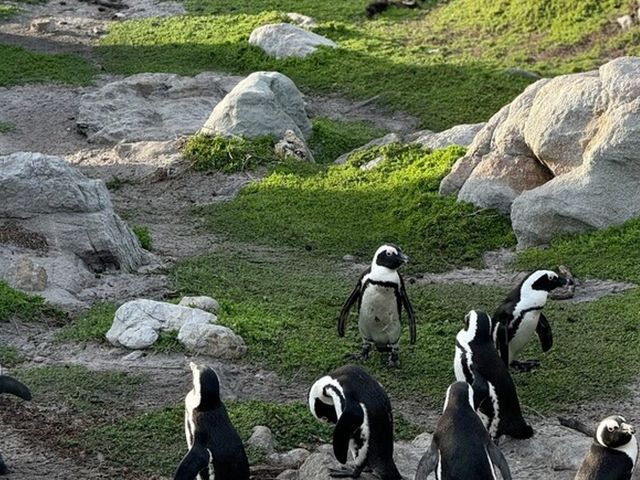Обзорная экскурсия "Кейптаун — моя любовь!" — фото 2