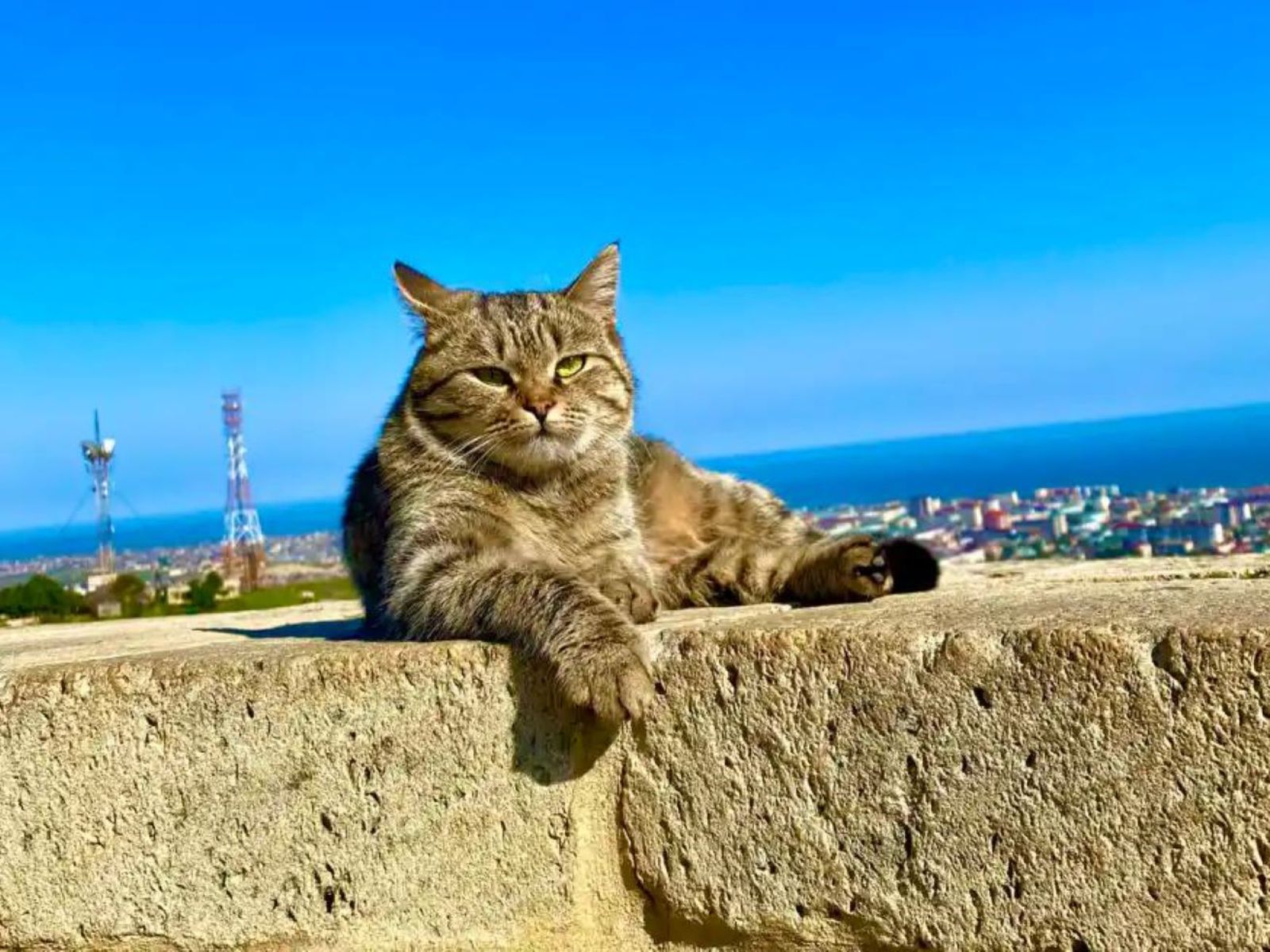Кот