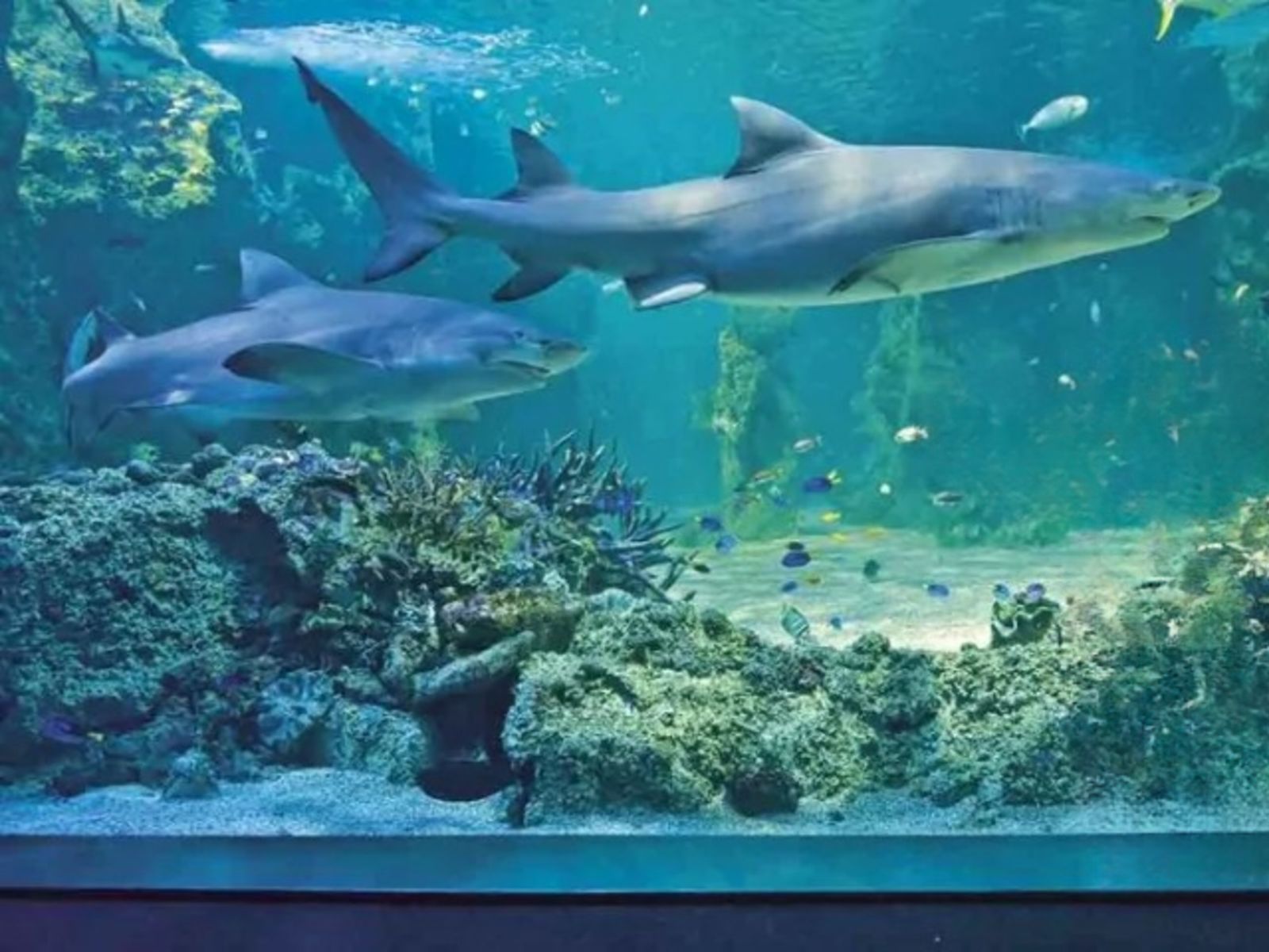 Hurghada grand aquarium