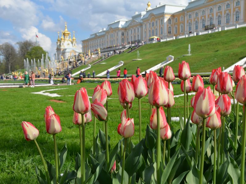 Тюльпаны