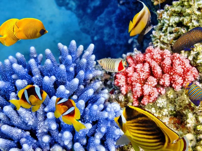 Safari Blue Zanzibar - групповая экскурсия на Занзибаре длительностью 7 часов с количеством участников до 10 человек цена экскурсии 110$