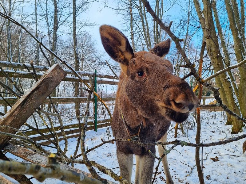 Экскурсия из Костромы на лосеферму: копыта большие и маленькие - групповая экскурсия в Костроме на автобусе длительностью 3 часа с количеством участников более 20 человек цена экскурсии 1500₽
