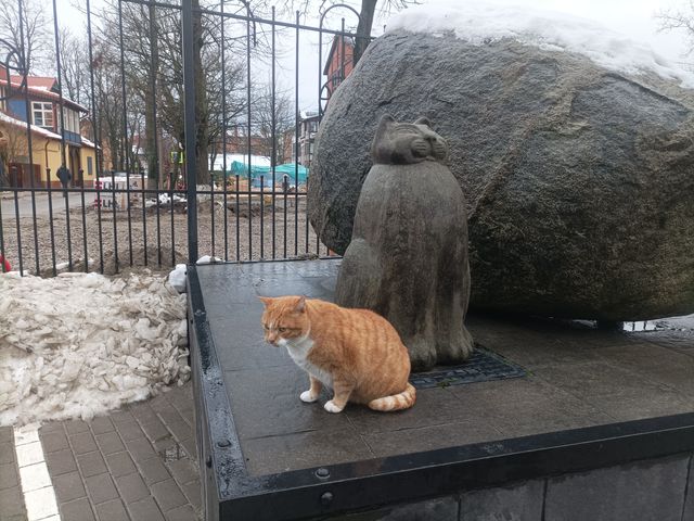 Куршская коса и Зеленоградск с любимым питомцем — фото 3