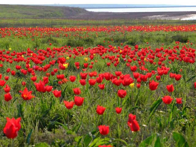 Обзорная экскурсия из Волгограда в Республику Калмыкия — фото 2