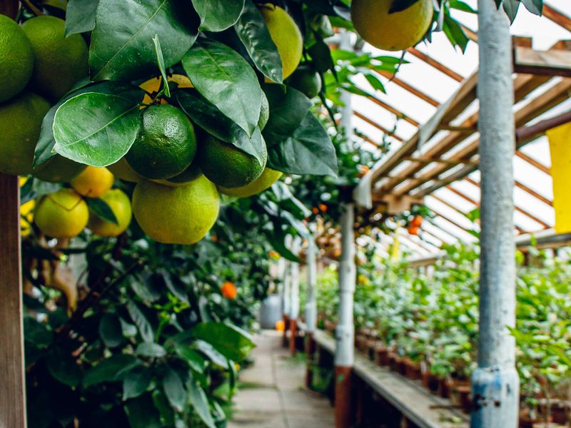 Обзорная экскурсия в Дендропарк "Tree лимона" в Екатеринбурге - групповая экскурсия в Екатеринбурге пешком длительностью 1 час с количеством участников до 7 человек цена экскурсии 1950₽