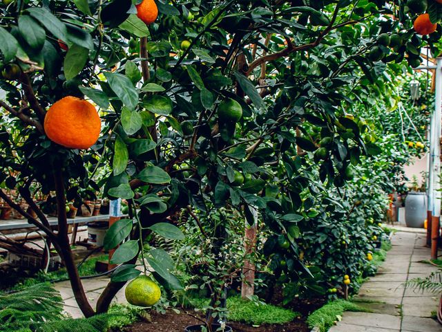Обзорная экскурсия в Дендропарк "Tree лимона" в Екатеринбурге — фото 3