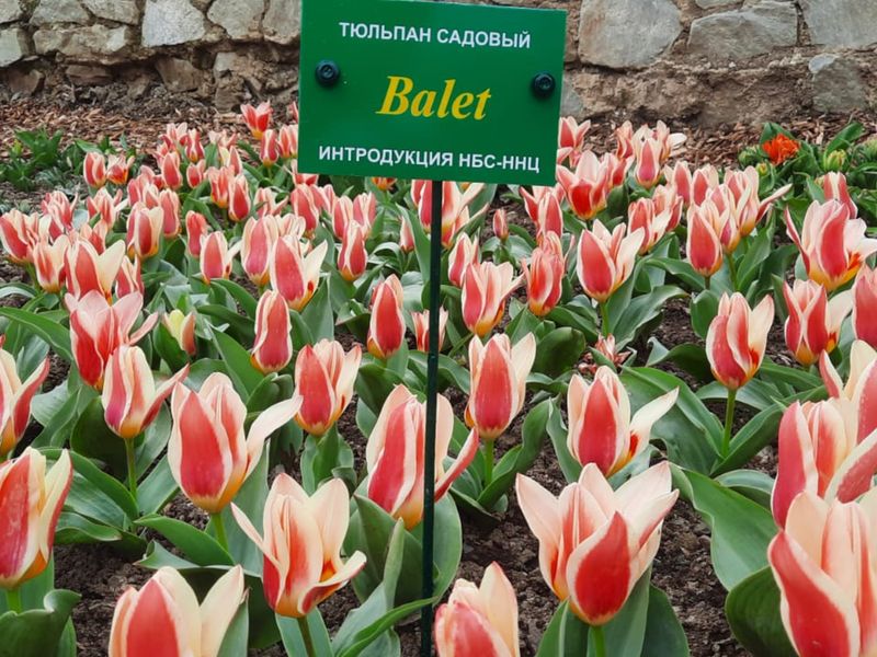 Обзорная экскурсия из Алушты в Никитский ботанический сад - групповая экскурсия в Алуште на автобусе длительностью 4.5 часа с количеством участников до 19 человек цена экскурсии 1600₽