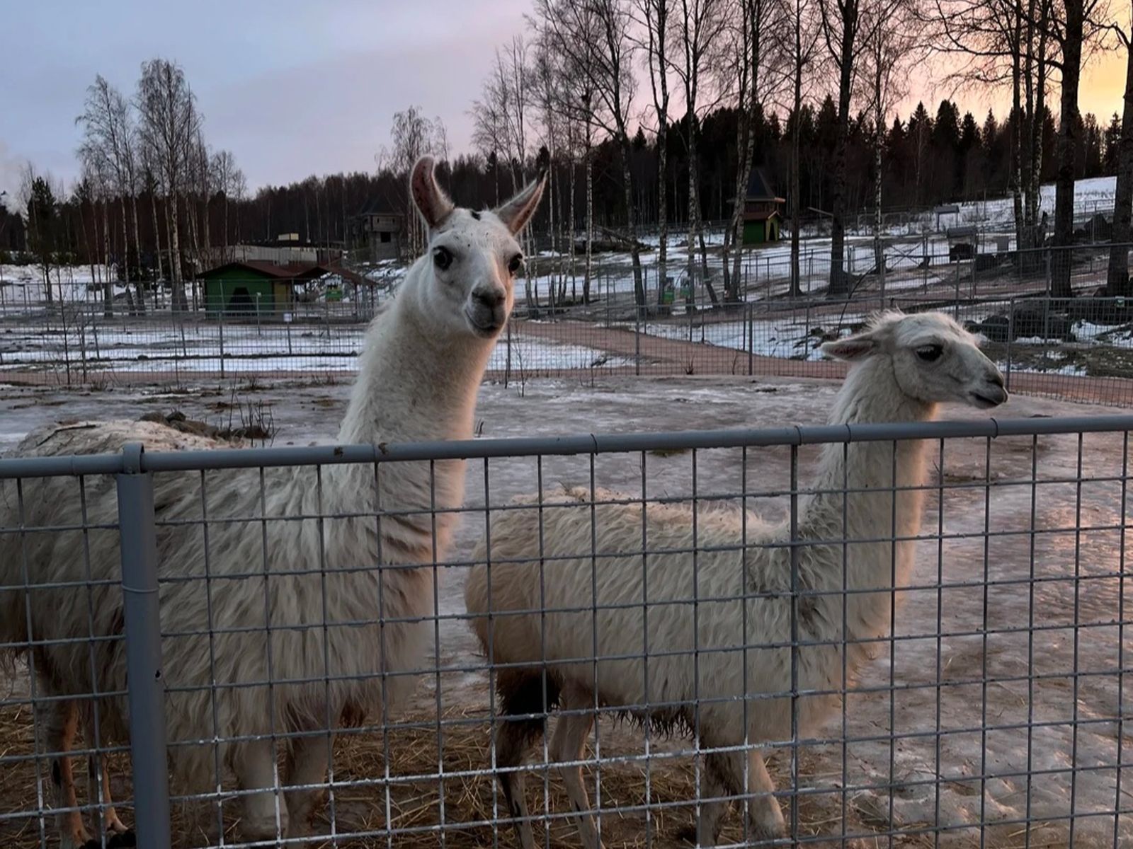 Альпака