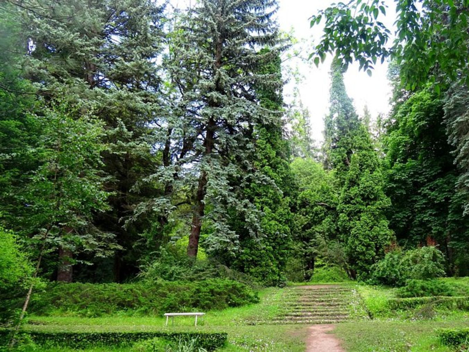 Сосняки