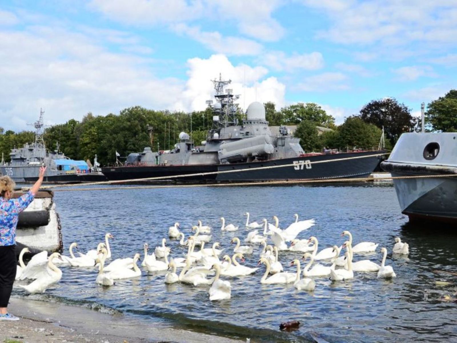 Балтийск. Лебеди