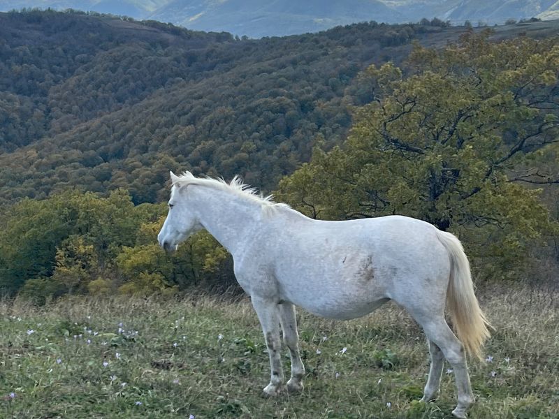 Конь