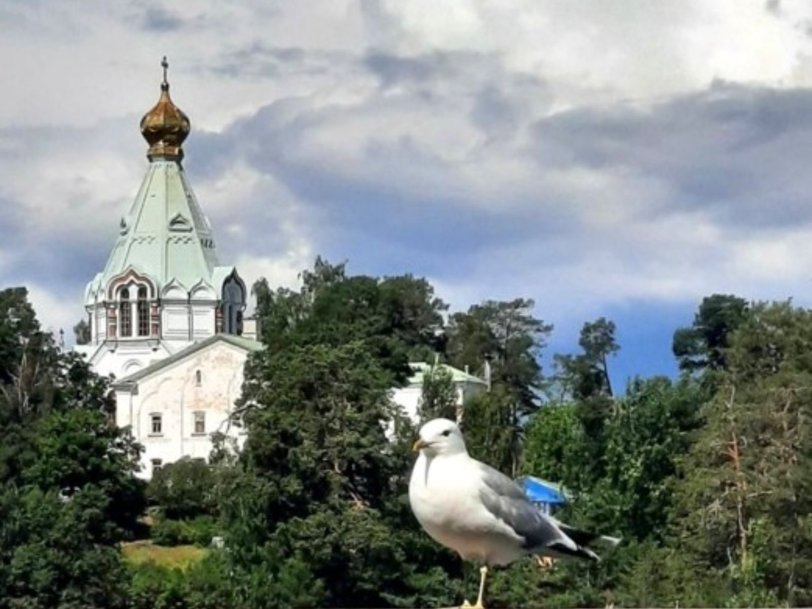 Чайка