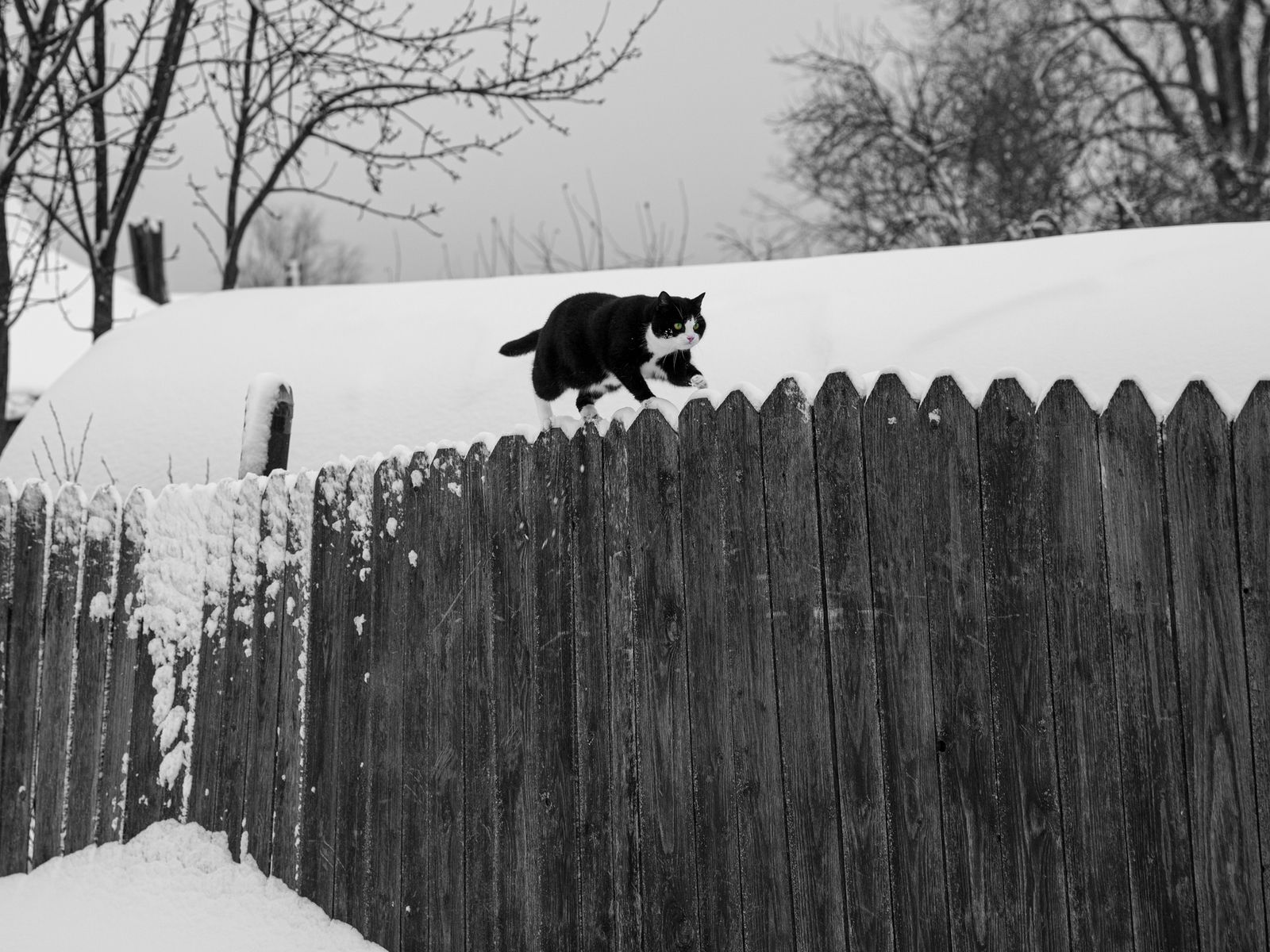 Коты — лучший показатель, что в этом месте живут добрые люди. На романовской стороне котов много...
