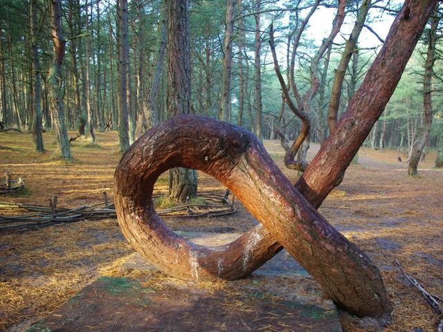 Калининград, Зеленоградск, Куршская коса за 2 дня — фото 3
