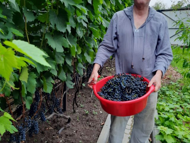 Гастротур в пригороде Владивостока: в гостях у винодела — фото 3