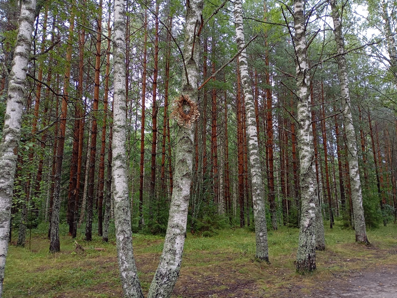 Венки на Светлояре