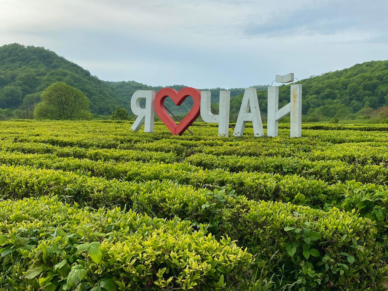 Чайная плантация