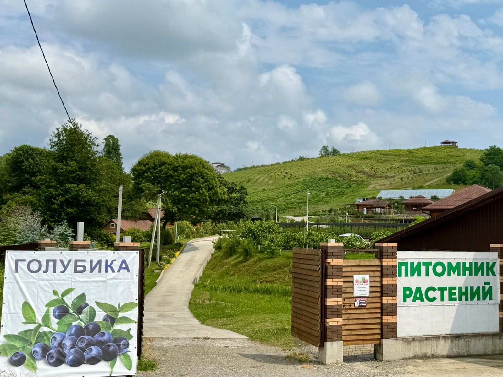 Сады Сочи. В июле-июне сезон голубики 