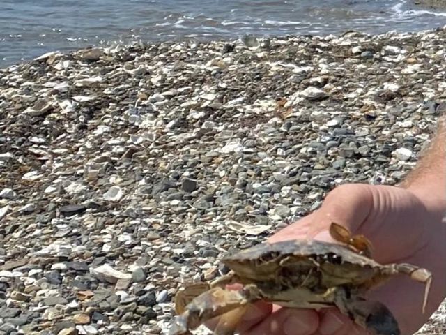 Обзорная экскурсия на побережье Японского моря и в сафари-парк — фото 3