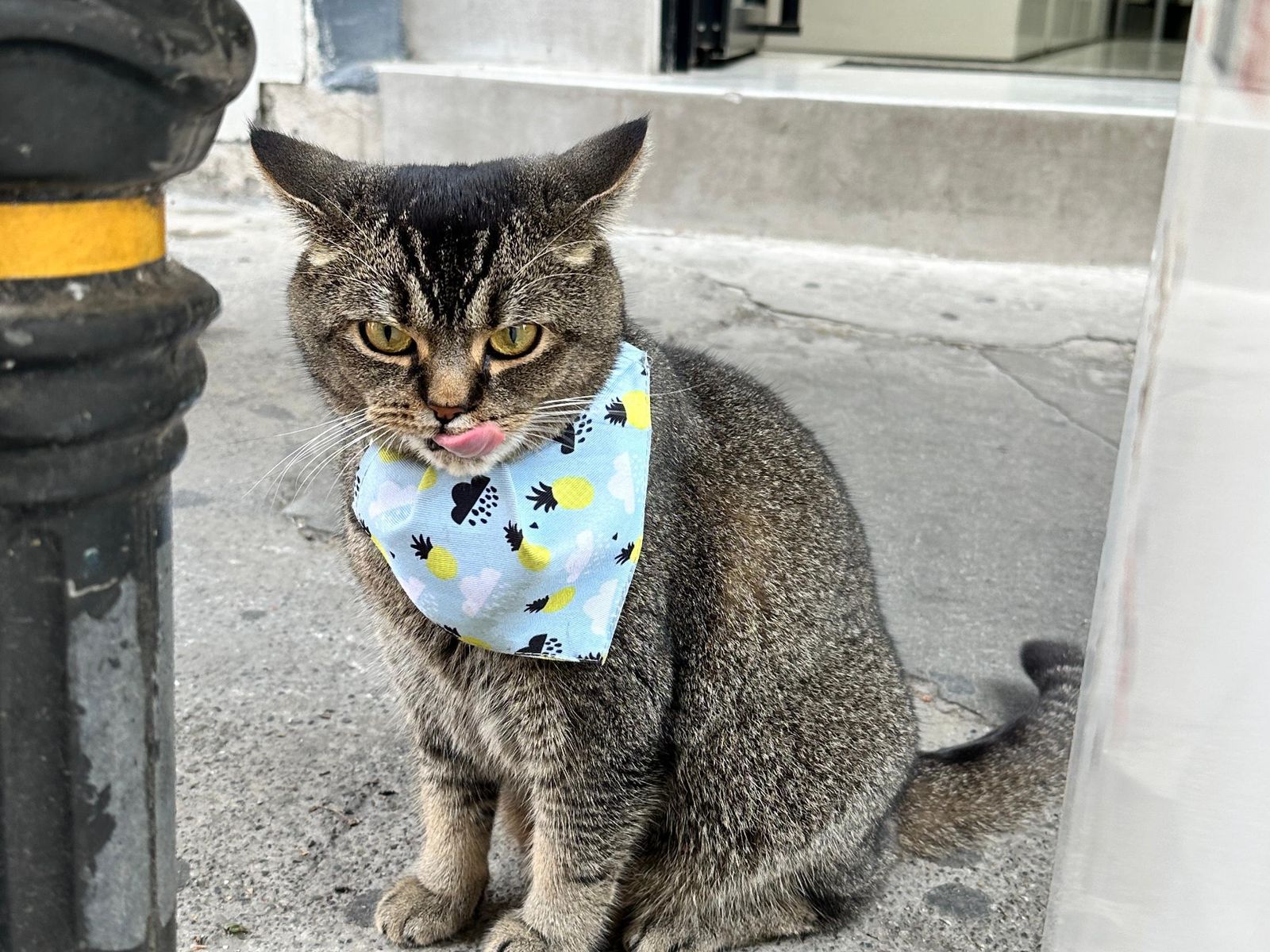Кот