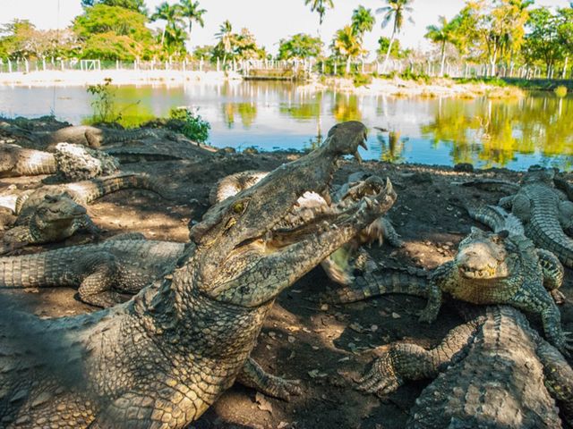 Экскурсия в Варадеро: Карибское Море и Крокодиловая Ферма